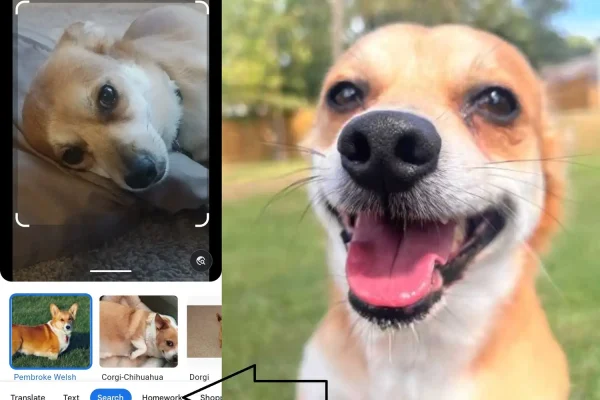 google lens what dog breed image
